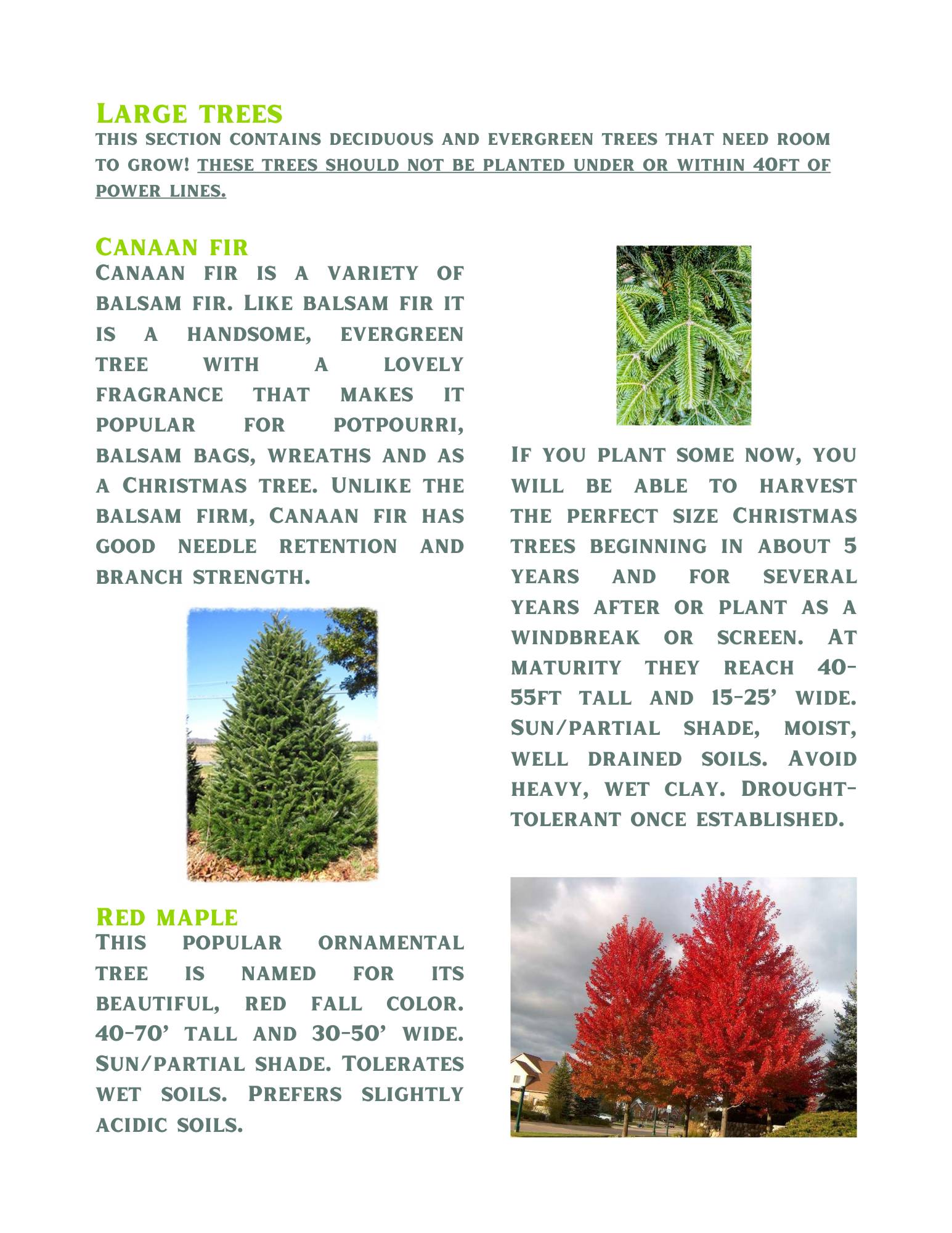 2024_Tree Giveaway_Tree and Shrub Descriptions_Page 4 - Copy